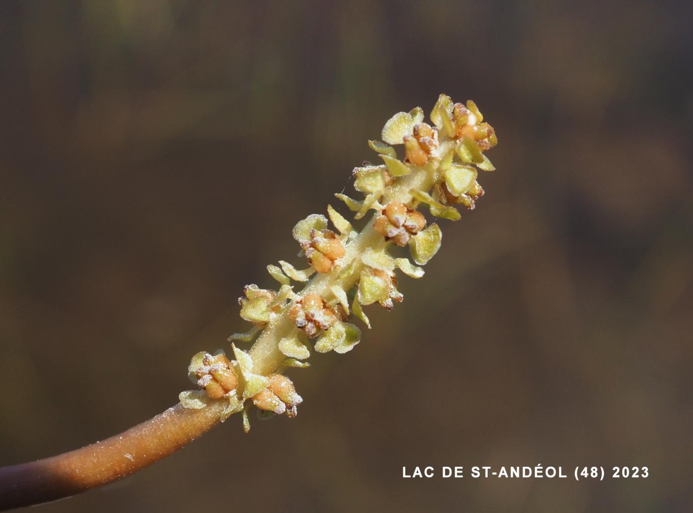 Pondweed, Loddon flower